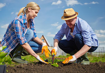 Drone view of field planting